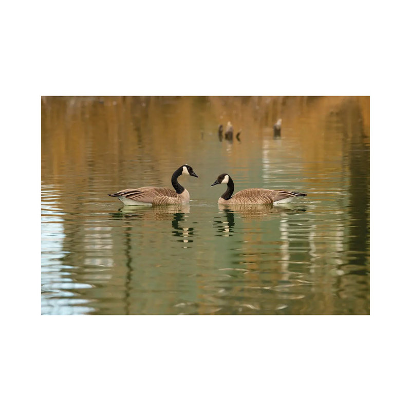 In Love by Louis Ruth - Wrapped Canvas Print, 66.04 cm H x 45.72 cm W