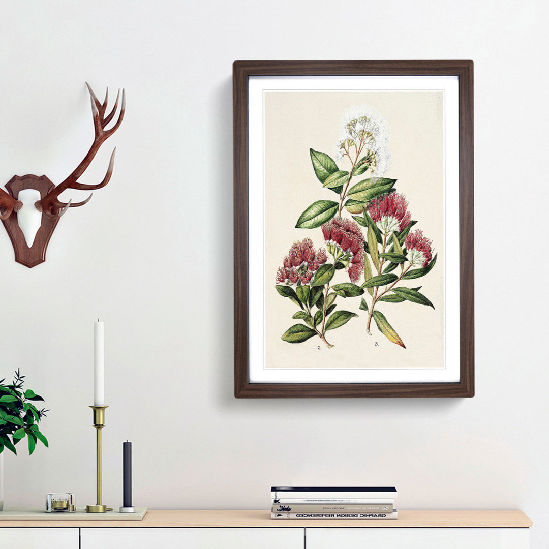 Rata Flowers by Sarah Featon - Framed Print