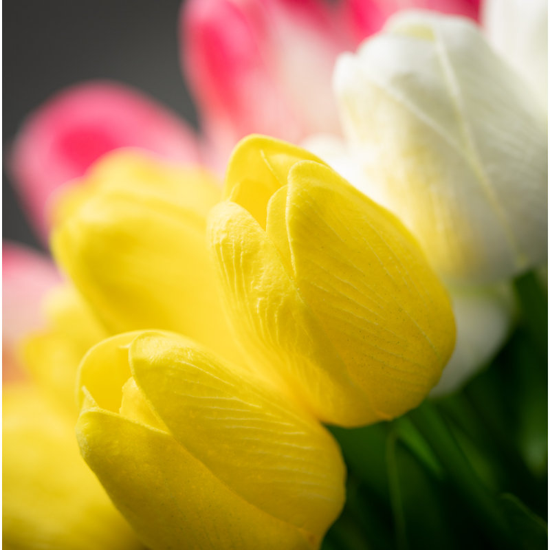 Tiges de tulipes Guisborough