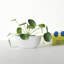 Maui Handmade Ceramic Pot Planter