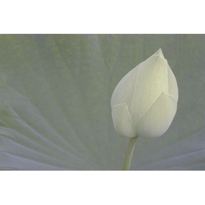 Lotus Detail VI by Jim Christensen - Wrapped Canvas Print