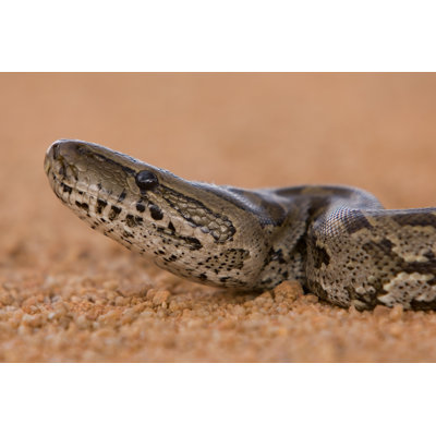 " African Rock Python " by Pinepix