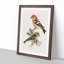 Crossbill Birds by Von Wright - Picture Frame Painting Print-55682754-55682757