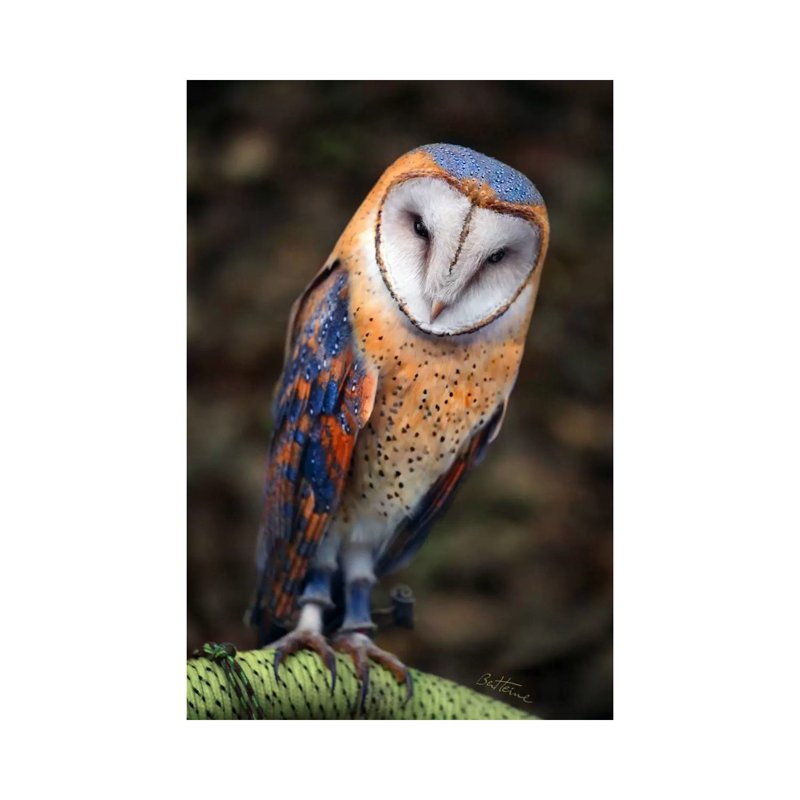 Cute Owl by Ben Heine - Print on Canvas, 101.6 cm H x 66.04 cm W x 1.91 cm D, Wrapped Canvas