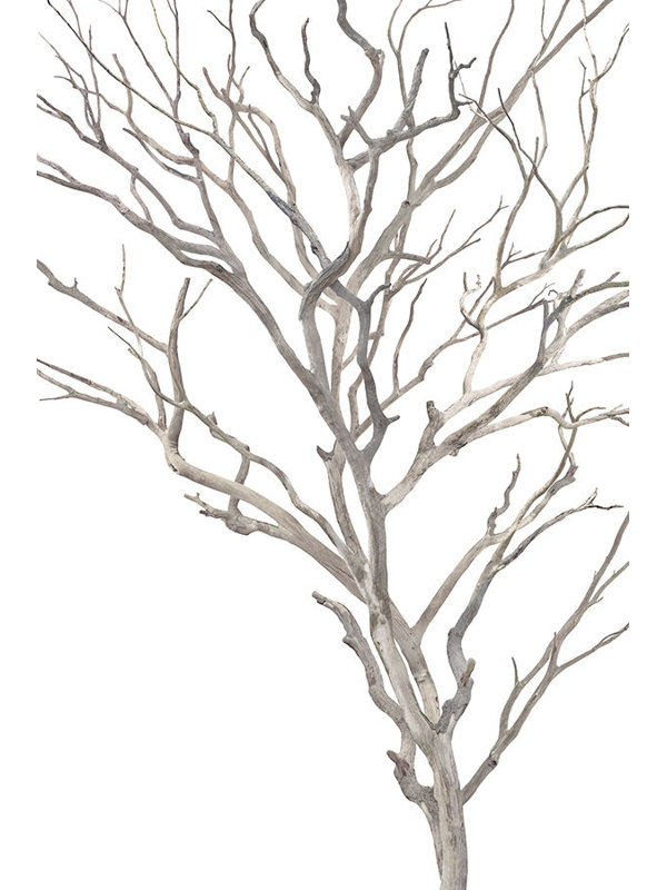 Enfolding Branches Print by David Brown, 71" H x 47" W x 1.5" D, Image Brush Gel