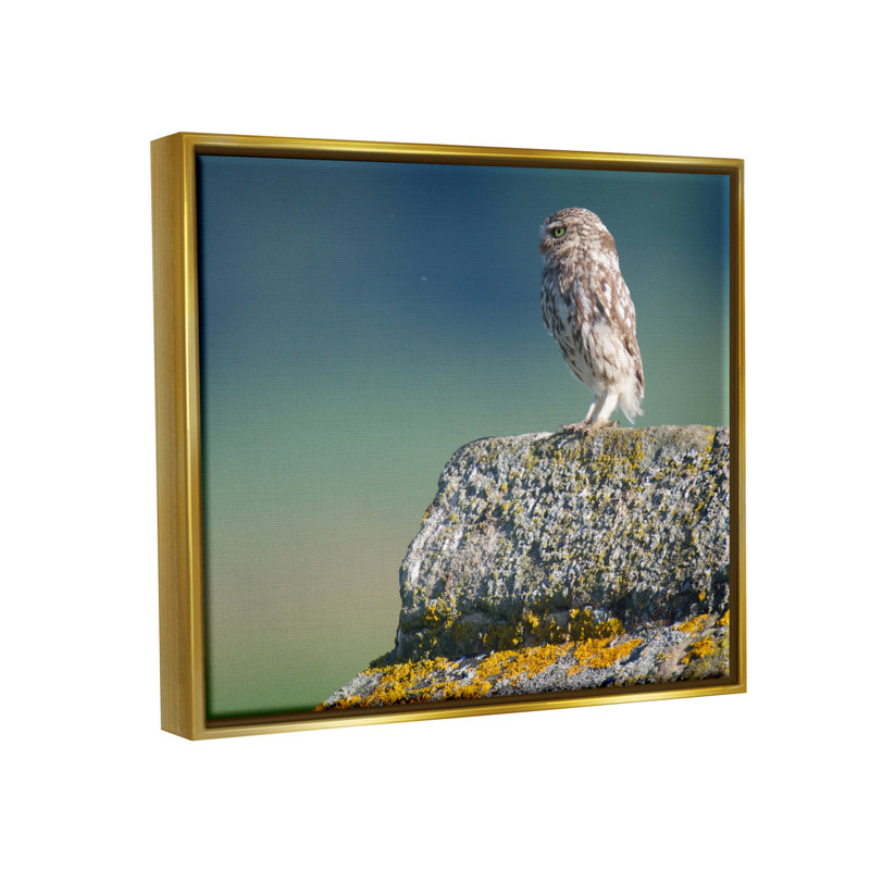 «Little Owl Gazing Th pensly Mossy Rock Scenery» par James Dobson - photographie sur toile tendue
