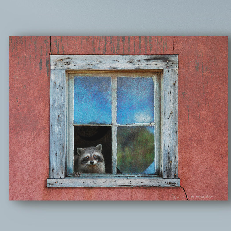 « raton laveur window », reproduction de peinture à l’acrylique sur toile tendue, H 24 po x l 32 po x P 2 po