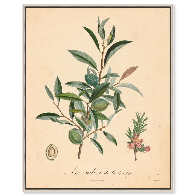 «Almond of Georgia I» par Art Remedy, H 25 po x l 21 po, Blanc, Cadre flottant