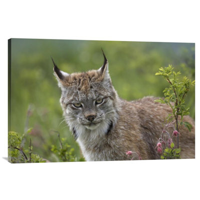 " Canada Lynx Portrait "