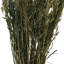 Tige d'herbe de Floride-1784212163