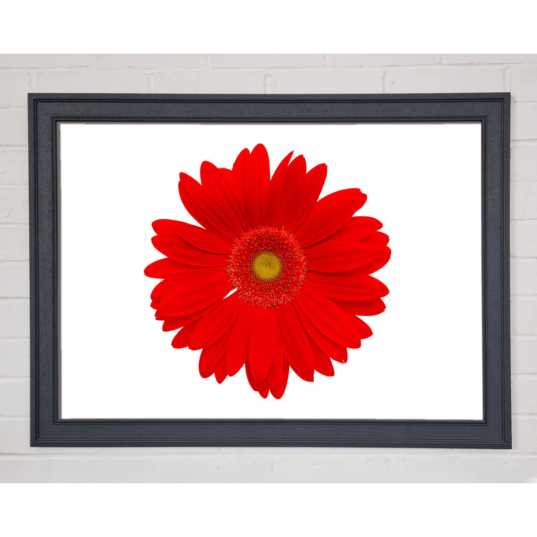 Vibrant Red Gerbera - Einzelner Bilderrahmen Kunstdrucke