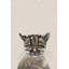 «Lavinia Little Whiskers», reproduction sur toile tendue-1264384193
