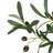 Artificial Olive Leaf Branch