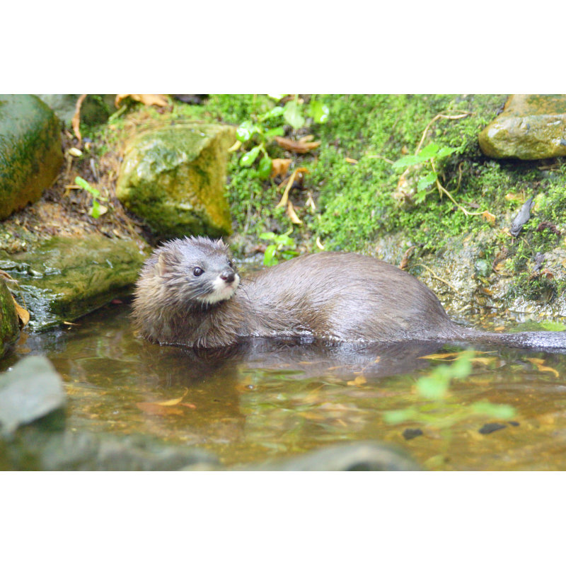 European Mink 485394278, 81cm H x 122cm W