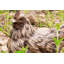 Statue de poule accroupie Driftwood