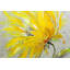 Imprimé mat jaune à motif de fleurs jaunes | Décoration florale