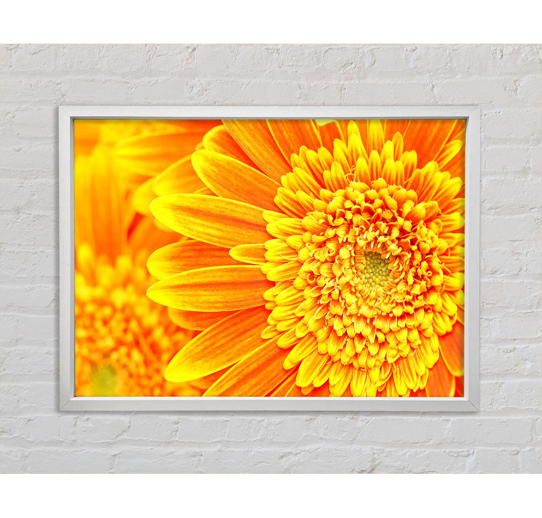 Orange-Gelbes Gerbera-Gesicht - Druck