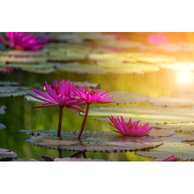 " Lotus Flower "