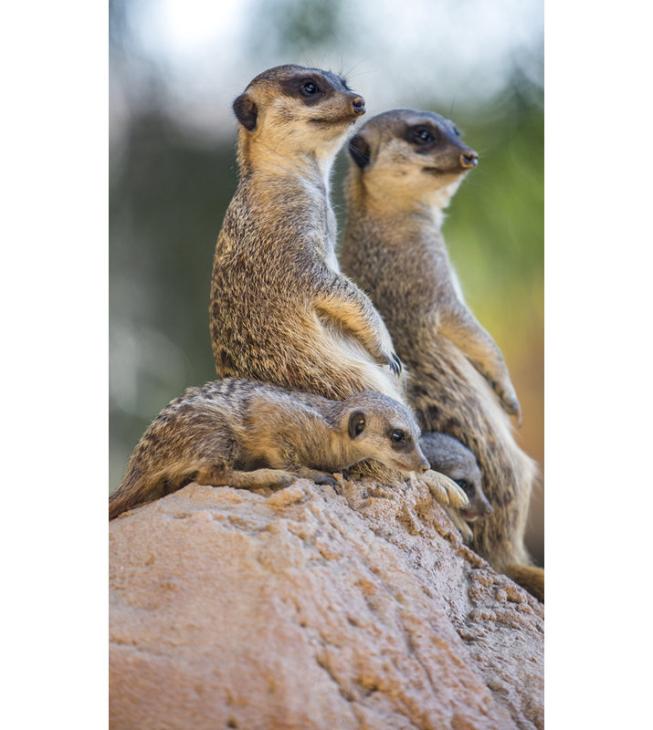 Wildlife 017 - No Frame Rectangle Print Photographic Print on Metal, 118cm H x 70cm W x 10cm D