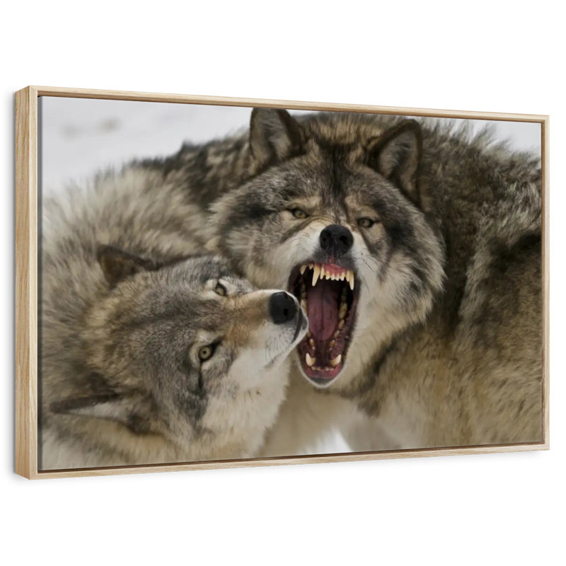 Wolf Fight, Floating Frame Natural Wood, 13" X 9"
