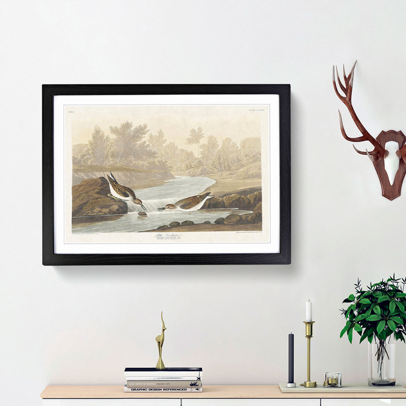 Little Sandpiper Birds by John Audubon - Picture Frame Painting Print, Black Framed, 27cm H x 36cm W x 2cm D