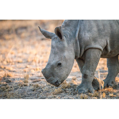 White Rhino by Simoneemanphotography - Wrapped Canvas Print