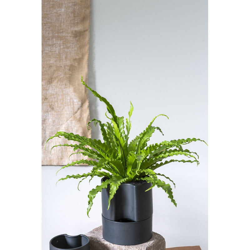 Pot de fleurs en céramique Patti, Noir, H 9 po x l 8 po x P 8 po