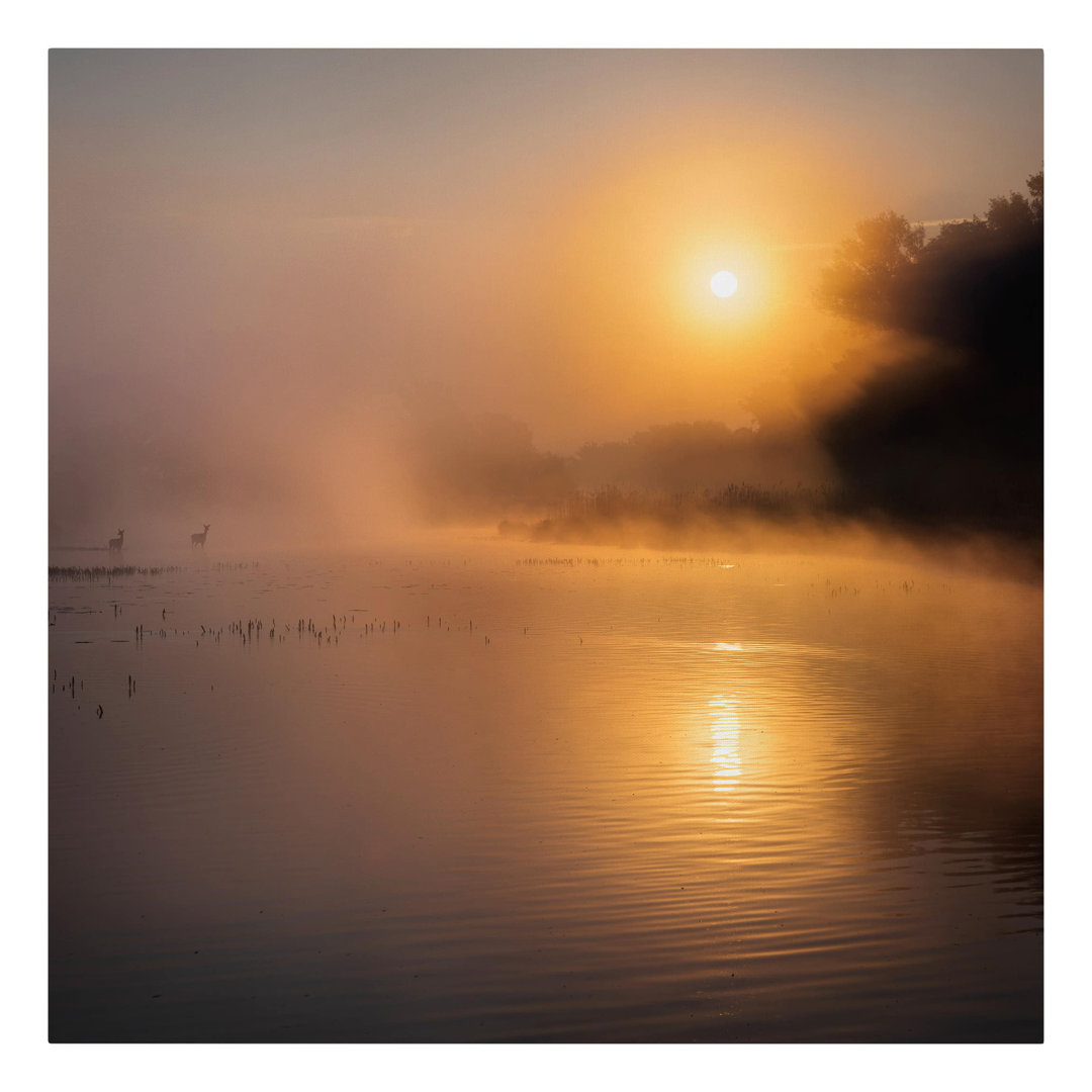 Leinwandbild Sonnenaufgang Am See Mit Rehen Im Nebel