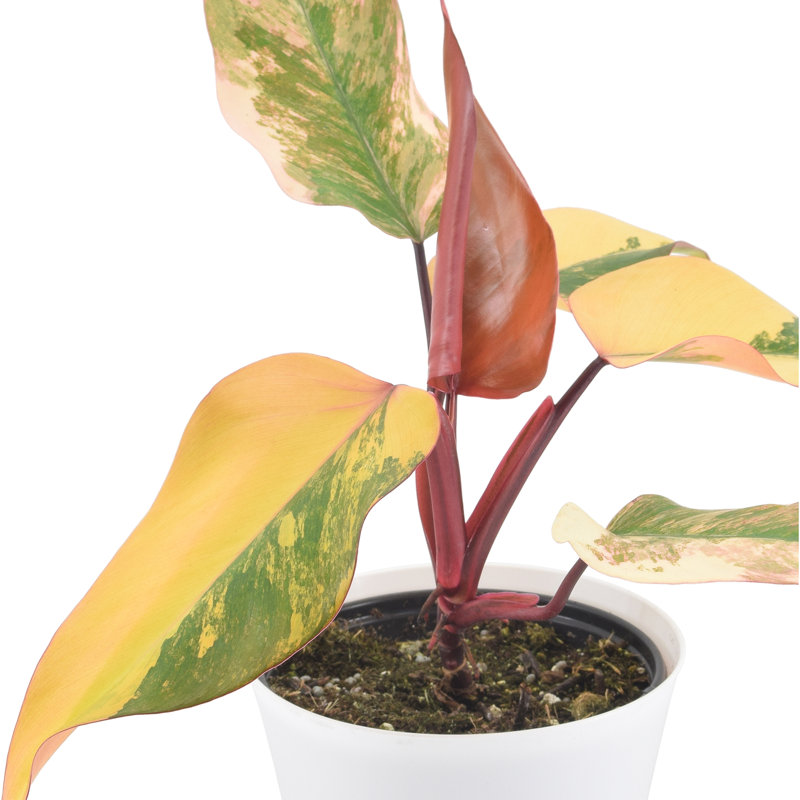 6" Strawberry Shake Philodendron in White Planter