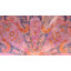 Tapis oriental rose / brun Guth-646534430