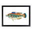 Striped Bass Fish by Edward Donovan - Picture Frame Art Print-55615411-55615416