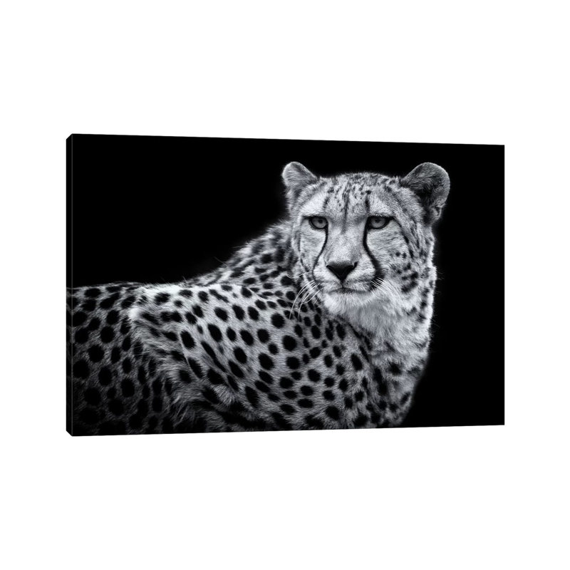 Kulinda In Black And White by David Whelan - Wrapped Canvas Painting, 20.32 cm H x 30.48 cm W