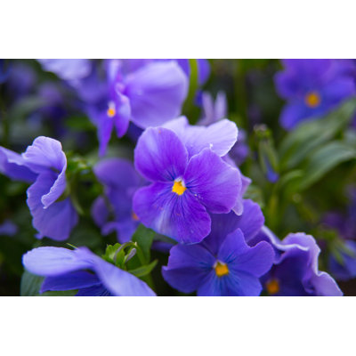 Fleurs mauves - photographie sur toile tendue