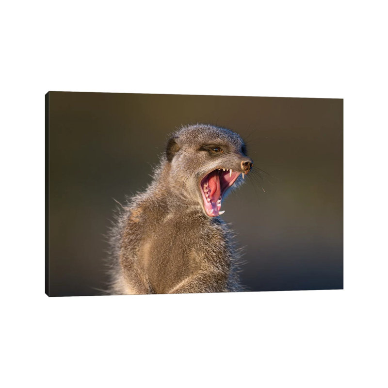 Meerkat Yawn by Mogens Trolle - Wrapped Canvas Print, 20.32 cm H x 30.48 cm W