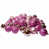 Rose bonbon est en rupture de stock