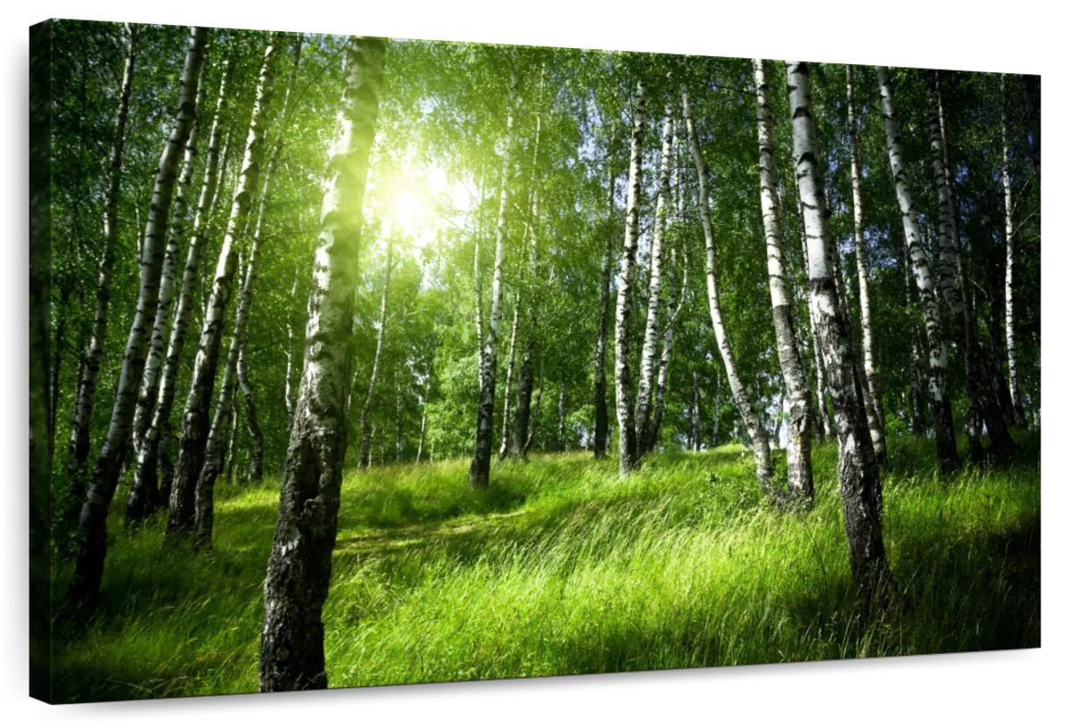 Millwood Pines Alvord Birch Forest Sunrise View | Wayfair