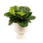 Calathea in Ceramic Planter