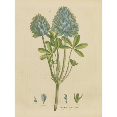 " Herbal Botanical XV " by Wild Apple Portfolio