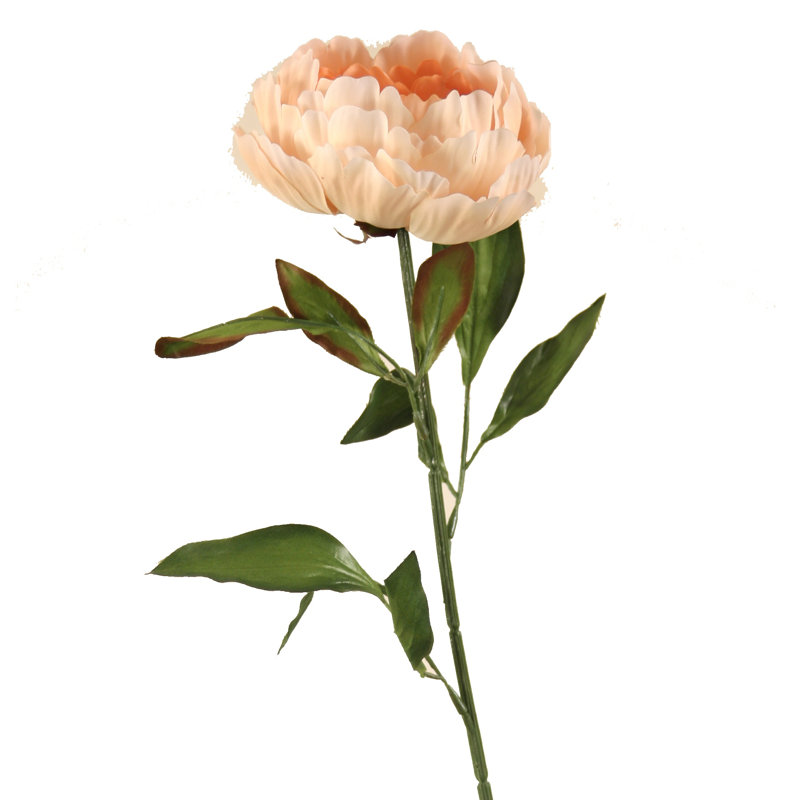 Tiges de pivoines