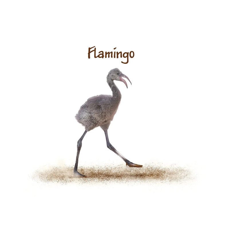 Baby Flamingo Walking by Susan Schmitz - Print on Canvas, 45.72 cm H x 45.72 cm W x 3.175 cm D, Wrapped Canvas