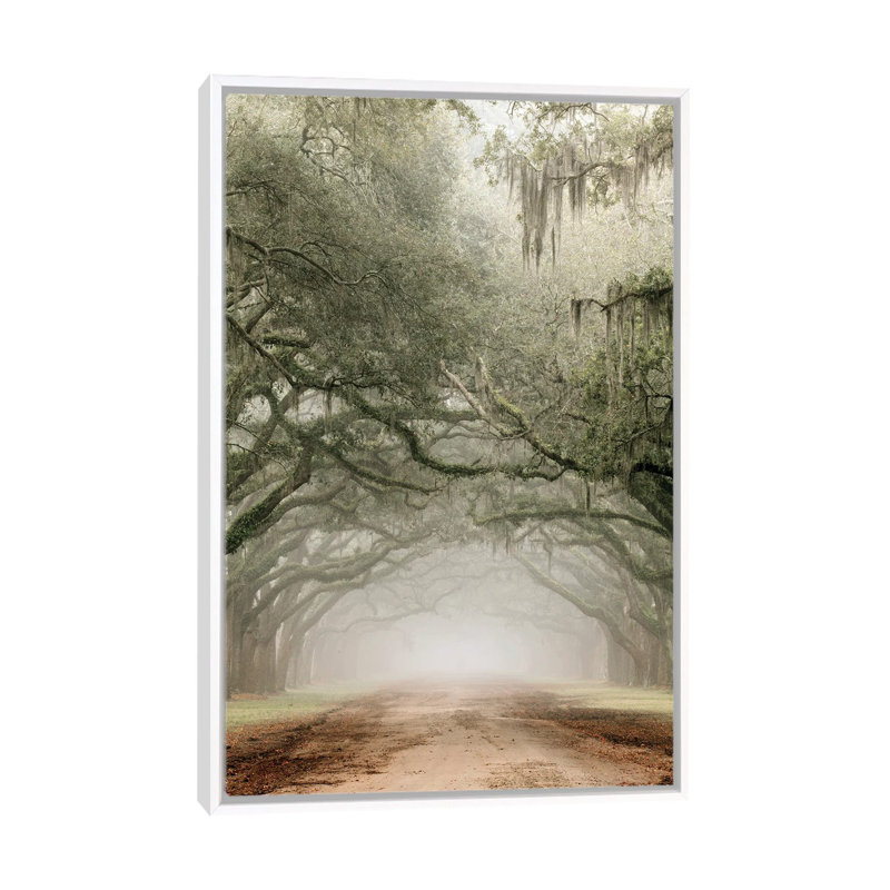 Plantation Drive, White Floater Framed Canvas, 26" H x 18" W x 1.5" D