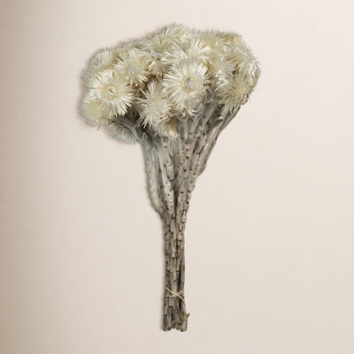 Dried Everlasting Floral Stems