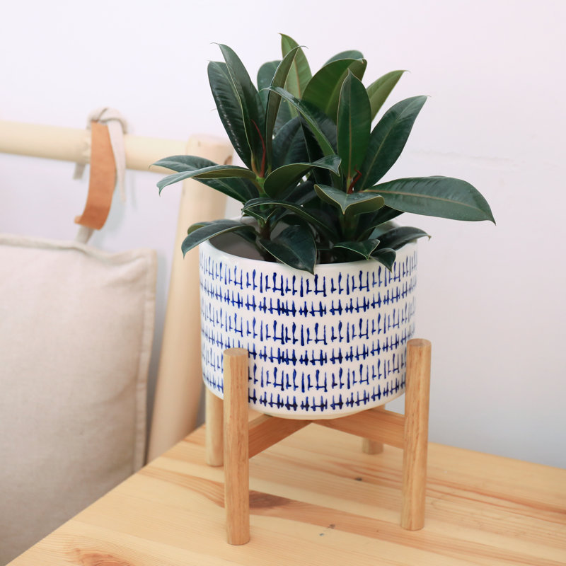 Tierney Ceramic Pot Planter, 5.6'' H x 7.3'' W x 7.3'' D