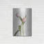 «Light Tulips IV» par Debra Van Swearingen-1606641088