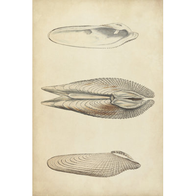 Marine Mollusk I - Wrapped Canvas Print