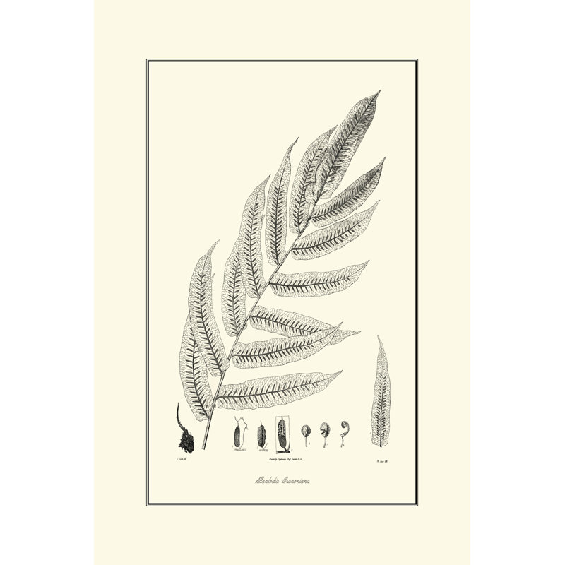 Fern III by Curtis - Wrapped Canvas Painting, 46cm H x 30cm W