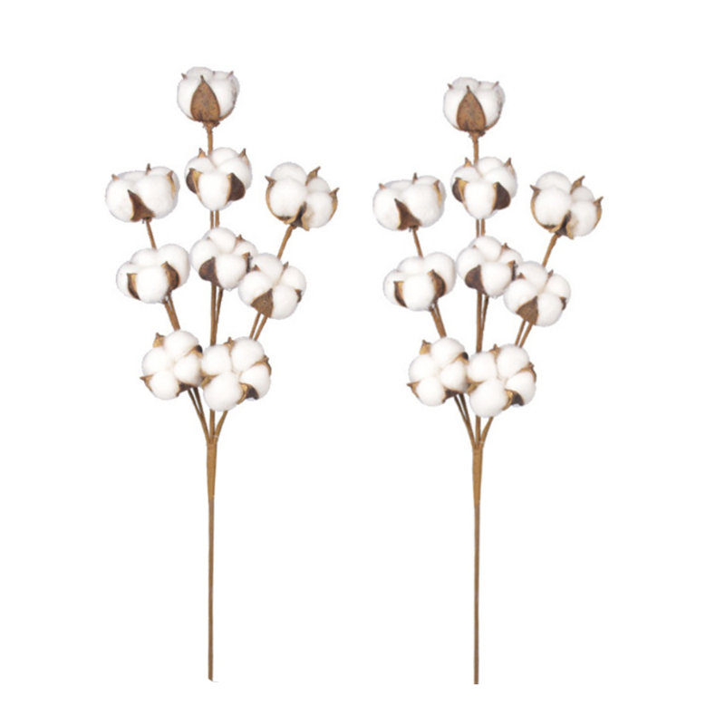 Cotton Stems