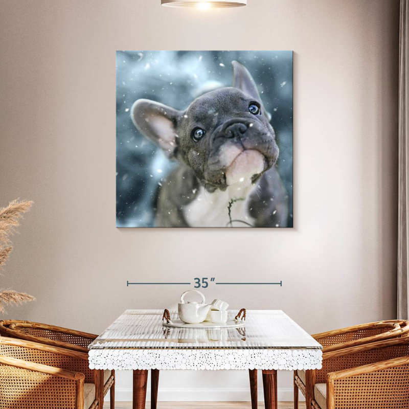 Chiot bouledogue français Brampt