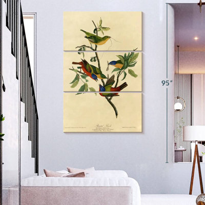 Brampt Painted Finch