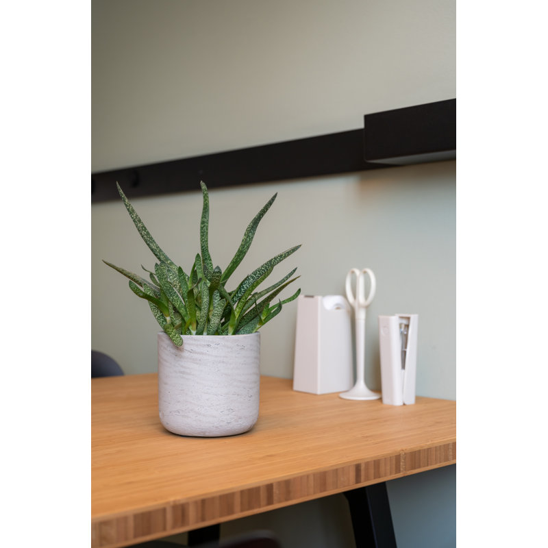 Charlie Charlie, gris délavé, H 4,53 po x l 4,72 po x P 4,72 po, Gris délavé